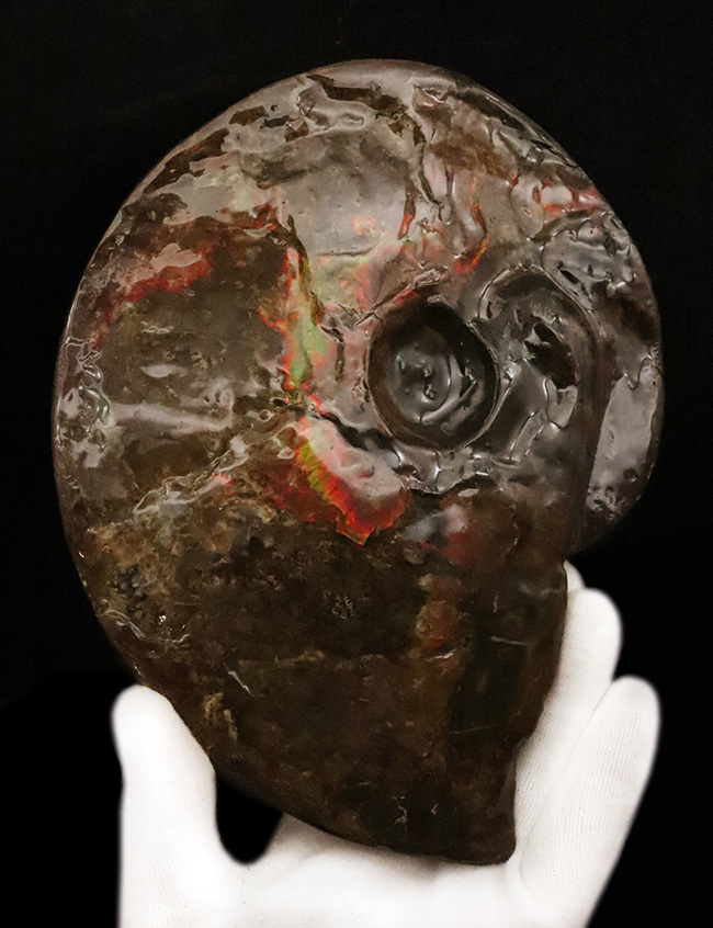 極めて希少な「完全体ホールタイプ」……らせん構造と炎色が溶け合う、宝石アンモナイトの最高峰「アンモライト」……艶麗なるナチュラルアート（その3）