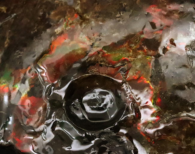 極めて希少な「完全体ホールタイプ」……らせん構造と炎色が溶け合う、宝石アンモナイトの最高峰「アンモライト」……艶麗なるナチュラルアート（その4）