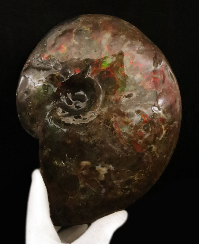 極めて希少な「完全体ホールタイプ」……らせん構造と炎色が溶け合う、宝石アンモナイトの最高峰「アンモライト」……艶麗なるナチュラルアート（その5）