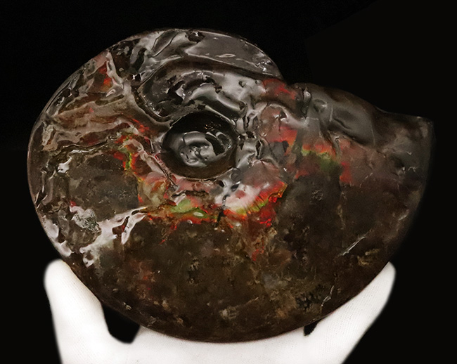 極めて希少な「完全体ホールタイプ」……らせん構造と炎色が溶け合う、宝石アンモナイトの最高峰「アンモライト」……艶麗なるナチュラルアート（その6）