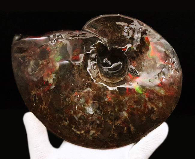 極めて希少な「完全体ホールタイプ」……らせん構造と炎色が溶け合う、宝石アンモナイトの最高峰「アンモライト」……艶麗なるナチュラルアート（その7）