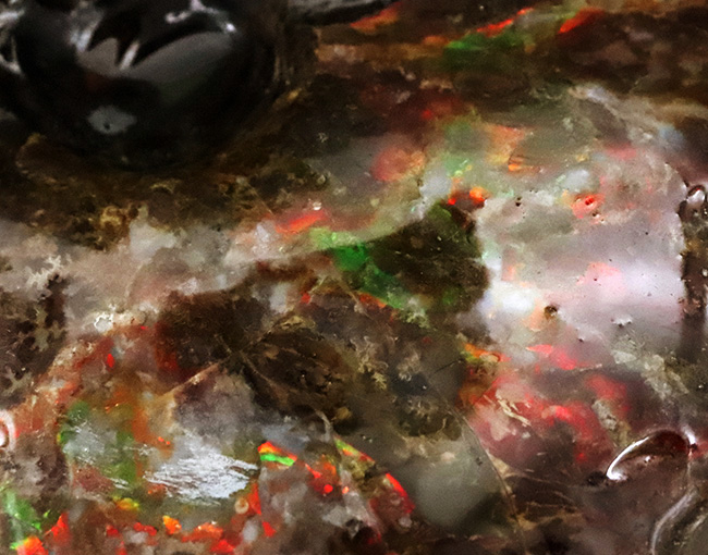 極めて希少な「完全体ホールタイプ」……らせん構造と炎色が溶け合う、宝石アンモナイトの最高峰「アンモライト」……艶麗なるナチュラルアート（その8）