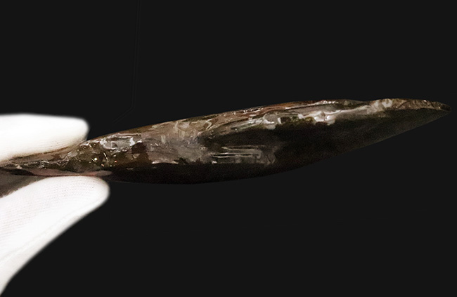 極めて希少な「完全体ホールタイプ」……らせん構造と炎色が溶け合う、宝石アンモナイトの最高峰「アンモライト」……艶麗なるナチュラルアート（その9）