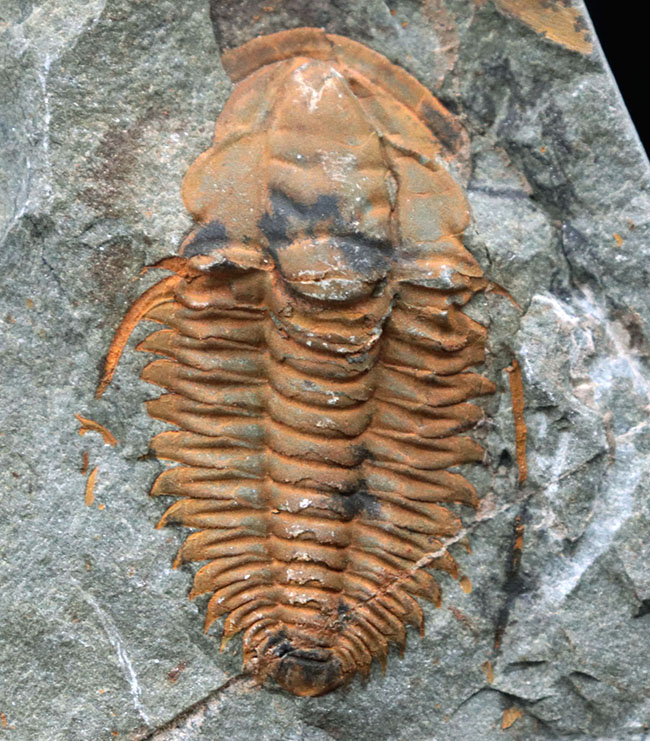 古生代カンブリア紀のとても古い三葉虫、パラドキシデス（Paradoxides）のネガポジ化石（その1）