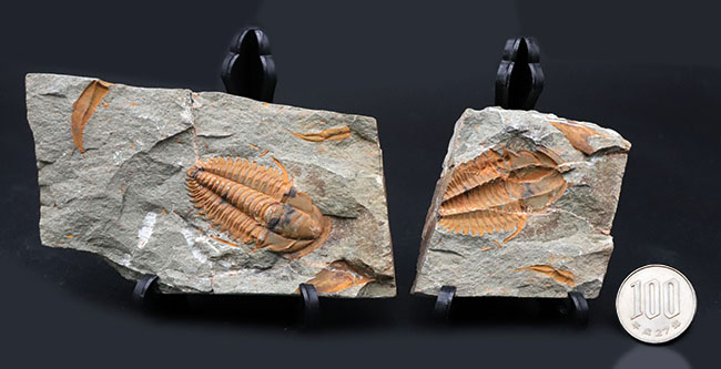 古生代カンブリア紀のとても古い三葉虫、パラドキシデス（Paradoxides）のネガポジ化石（その10）