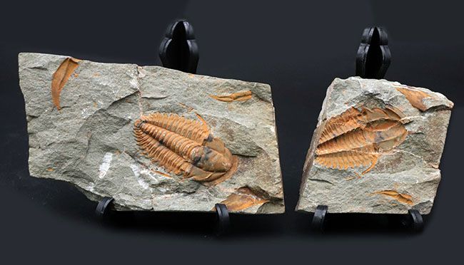 古生代カンブリア紀のとても古い三葉虫、パラドキシデス（Paradoxides）のネガポジ化石（その2）
