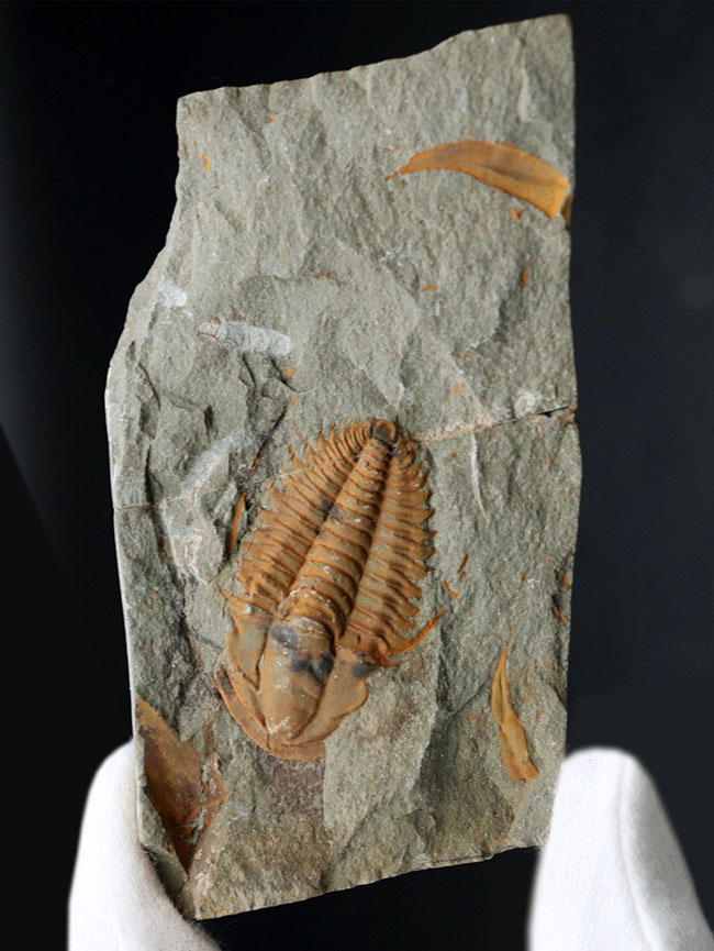 古生代カンブリア紀のとても古い三葉虫、パラドキシデス（Paradoxides）のネガポジ化石（その3）
