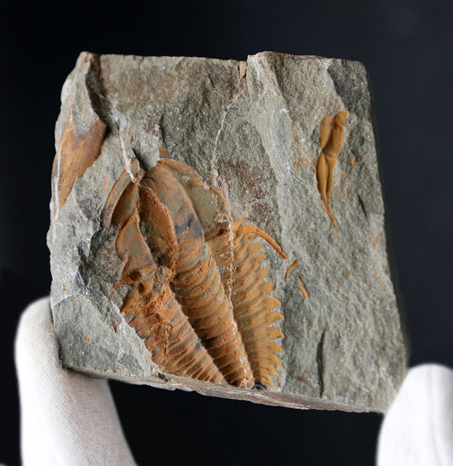 古生代カンブリア紀のとても古い三葉虫、パラドキシデス（Paradoxides）のネガポジ化石（その4）