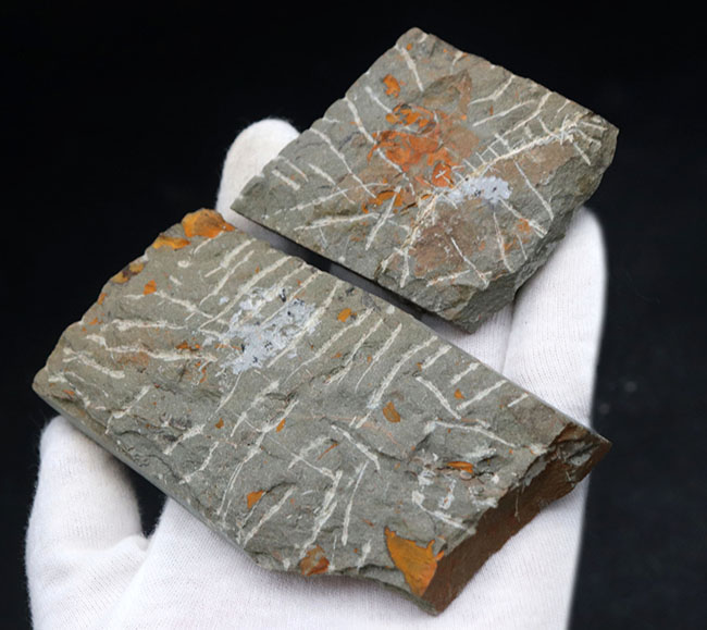 古生代カンブリア紀のとても古い三葉虫、パラドキシデス(Paradoxides)のネガポジ化石(その6)