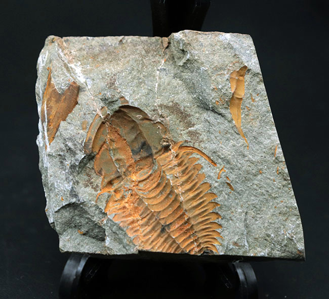 古生代カンブリア紀のとても古い三葉虫、パラドキシデス（Paradoxides）のネガポジ化石（その7）