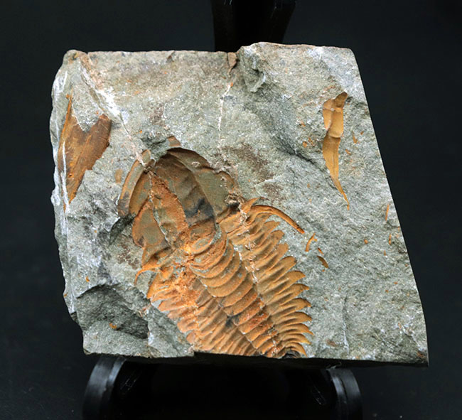 古生代カンブリア紀のとても古い三葉虫、パラドキシデス(Paradoxides)のネガポジ化石(その7)