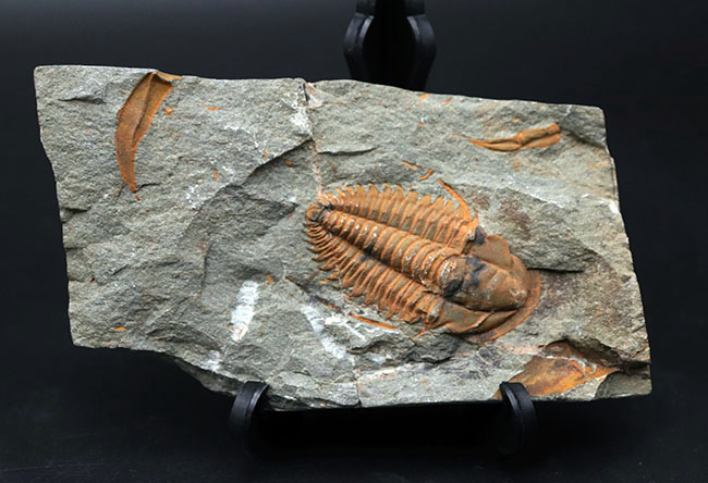 古生代カンブリア紀のとても古い三葉虫、パラドキシデス（Paradoxides）のネガポジ化石（その8）