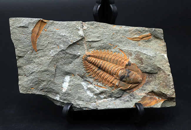 古生代カンブリア紀のとても古い三葉虫、パラドキシデス(Paradoxides)のネガポジ化石(その8)