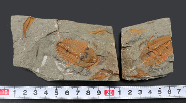 古生代カンブリア紀のとても古い三葉虫、パラドキシデス（Paradoxides）のネガポジ化石（その9）