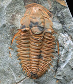古生代カンブリア紀のとても古い三葉虫、パラドキシデス（Paradoxides）のネガポジ化石