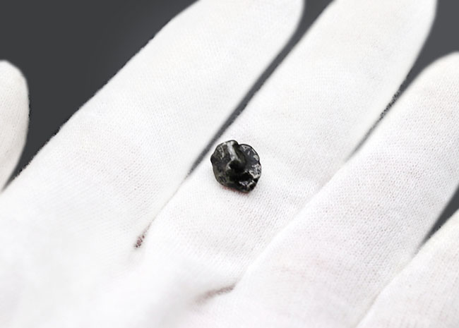 １９２２年に初めて発見された鉄隕石、オデッサのミニ標本（その2）