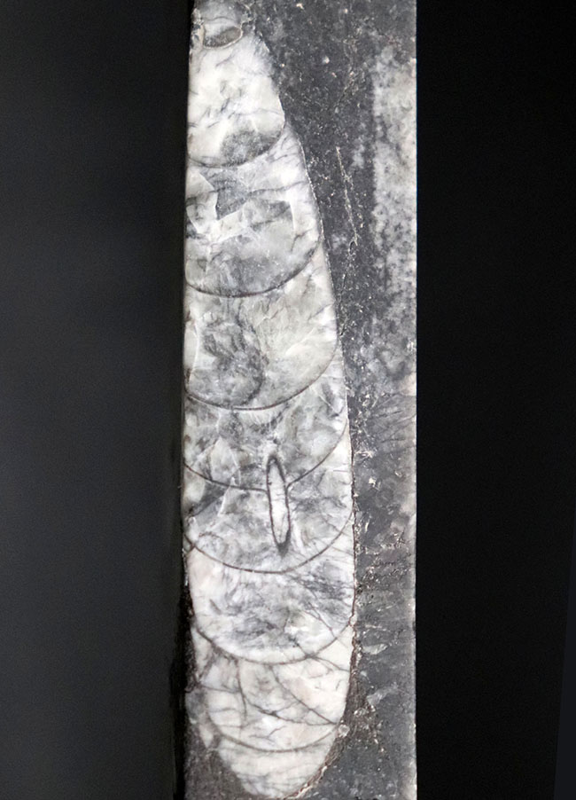 ペーパーウェイトとしても使用が可能!頭足類の仲間、オルソセラス(Orthoceras)の化石(その1)