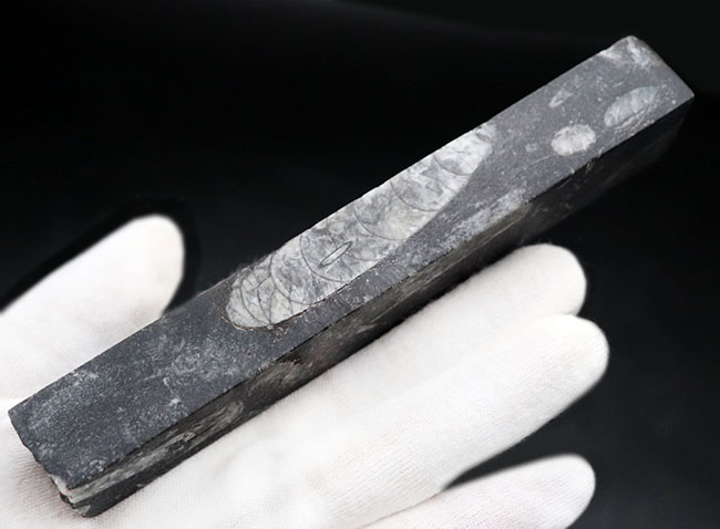 ペーパーウェイトとしても使用が可能!頭足類の仲間、オルソセラス(Orthoceras)の化石(その2)