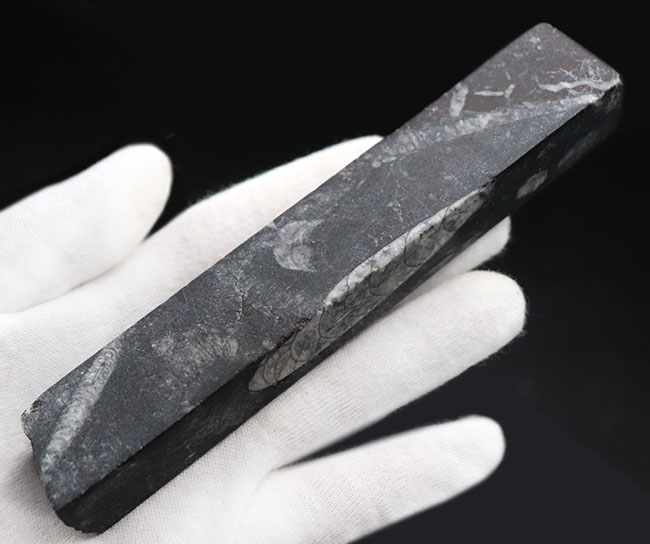 ペーパーウェイトとしても使用が可能!頭足類の仲間、オルソセラス(Orthoceras)の化石(その3)