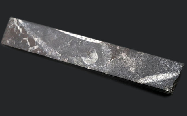 ペーパーウェイトとしても使用が可能!頭足類の仲間、オルソセラス(Orthoceras)の化石(その4)