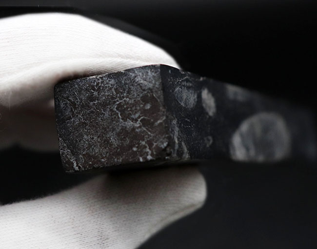 ペーパーウェイトとしても使用が可能!頭足類の仲間、オルソセラス(Orthoceras)の化石(その6)