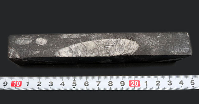 ペーパーウェイトとしても使用が可能!頭足類の仲間、オルソセラス(Orthoceras)の化石(その7)