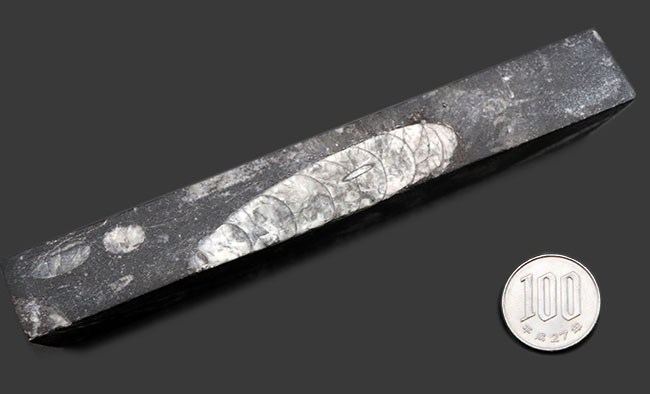 ペーパーウェイトとしても使用が可能!頭足類の仲間、オルソセラス(Orthoceras)の化石(その8)
