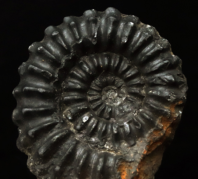 褐色の色合いが渋い!ペルー産のアンモナイト(Ammonite)(その2)
