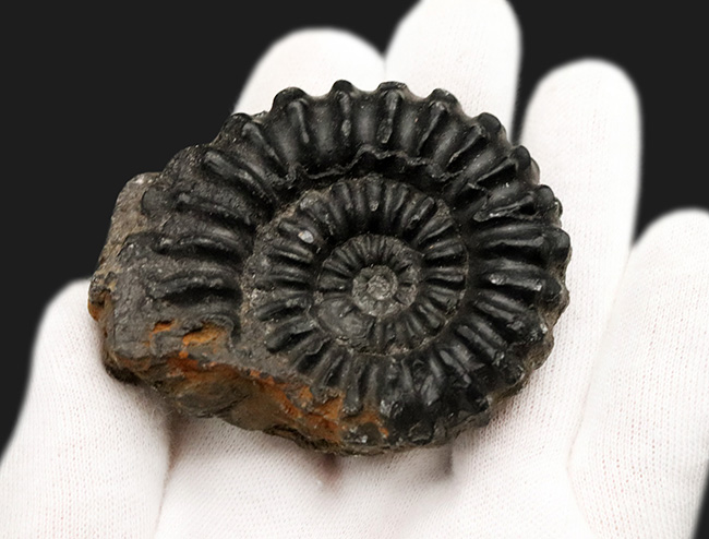 褐色の色合いが渋い!ペルー産のアンモナイト(Ammonite)(その3)