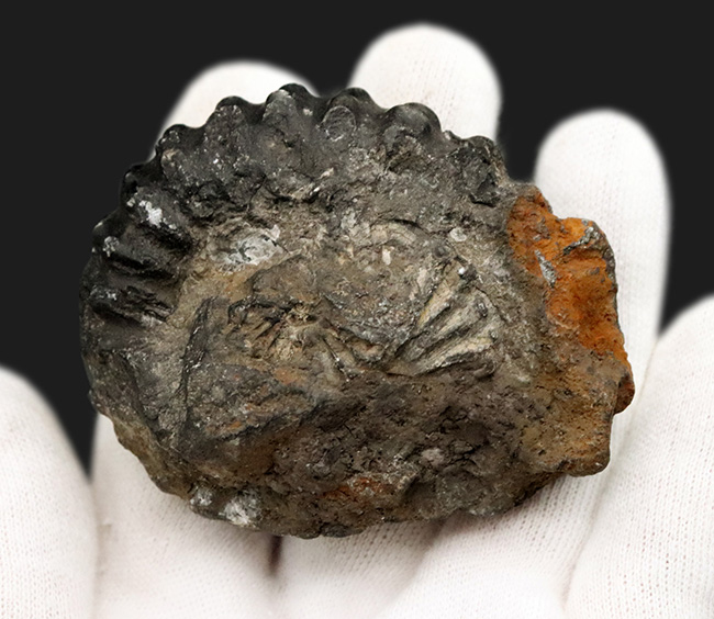 褐色の色合いが渋い！ペルー産のアンモナイト（Ammonite