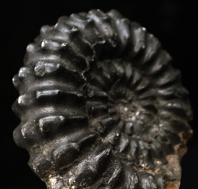 褐色の色合いが渋い!ペルー産のアンモナイト(Ammonite)(その5)