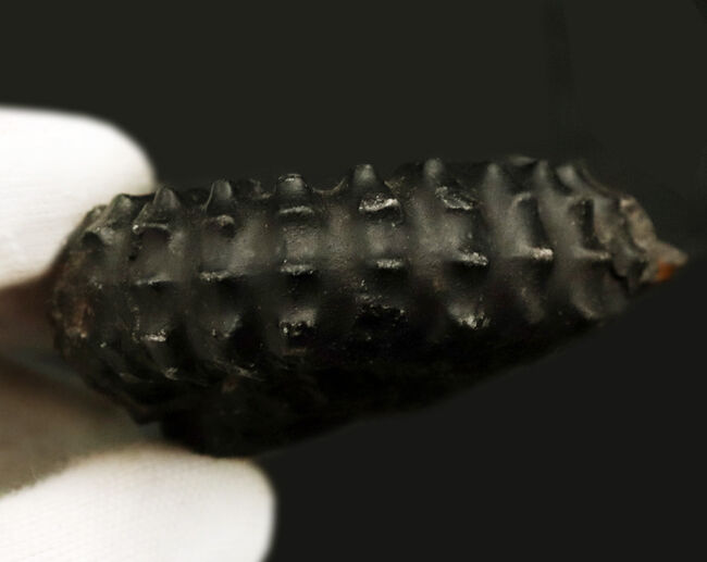 褐色の色合いが渋い!ペルー産のアンモナイト(Ammonite)(その6)