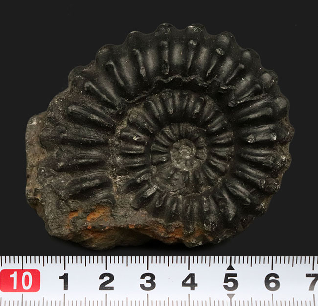 褐色の色合いが渋い!ペルー産のアンモナイト(Ammonite)(その7)