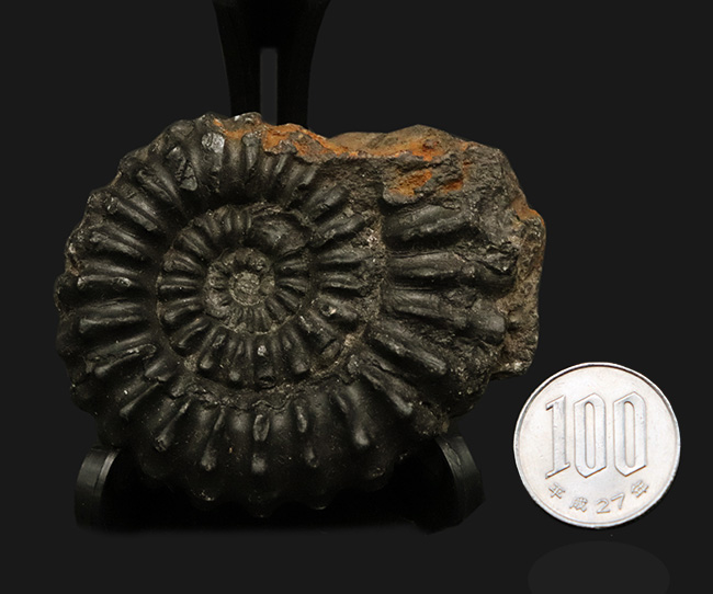 褐色の色合いが渋い!ペルー産のアンモナイト(Ammonite)(その8)