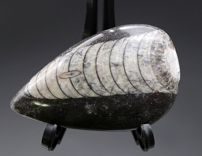 最も息の長い頭足類の一つ、まっすぐな殻を持つ頭足類の仲間、オルソセラス（Orthoceras）の化石（その1）