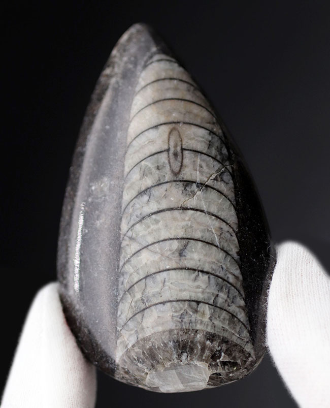 最も息の長い頭足類の一つ、まっすぐな殻を持つ頭足類の仲間、オルソセラス（Orthoceras）の化石（その2）