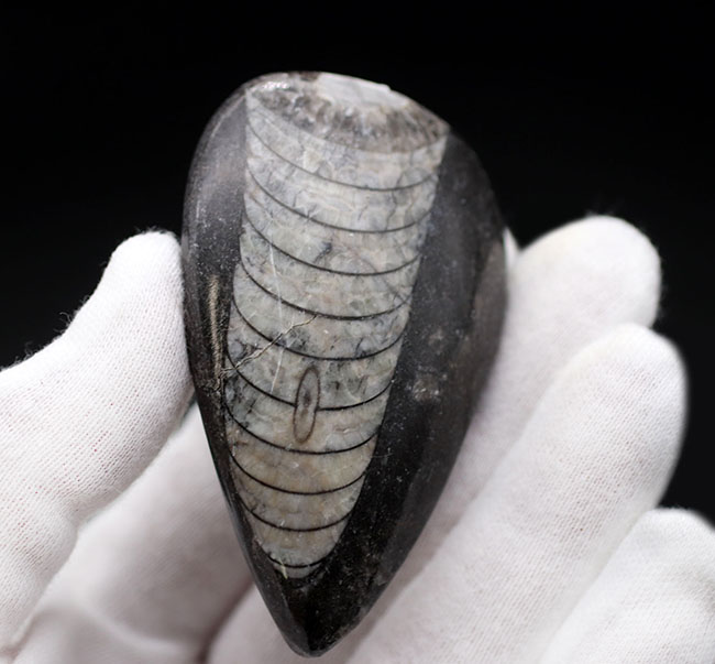 最も息の長い頭足類の一つ、まっすぐな殻を持つ頭足類の仲間、オルソセラス（Orthoceras）の化石（その3）