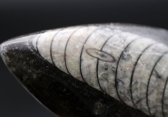 最も息の長い頭足類の一つ、まっすぐな殻を持つ頭足類の仲間、オルソセラス（Orthoceras）の化石（その4）