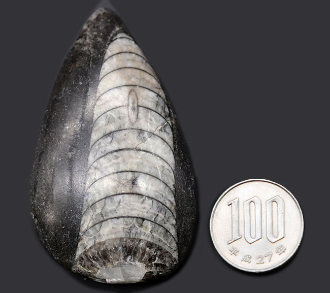 最も息の長い頭足類の一つ、まっすぐな殻を持つ頭足類の仲間、オルソセラス（Orthoceras）の化石（その8）