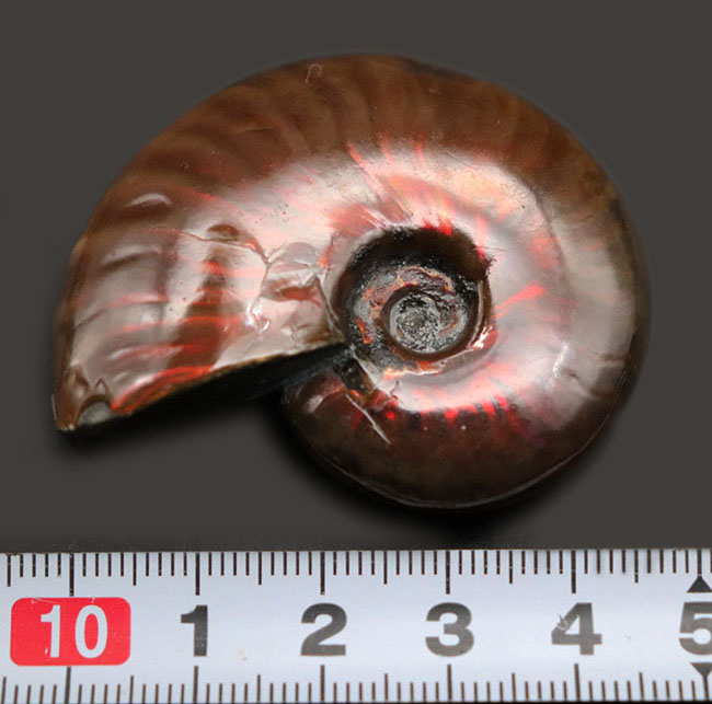 あなたは何種類見つけられますか？赤、朱、真紅、様々な色を呈する、美しき遊色アンモナイト、クレオニセラス（Cleoniceras）の殻の化石（その8）