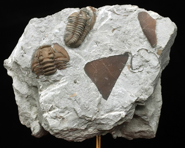 露頭をそのまま展示したようなナチュラル感あふれる標本、米国オハイオ州産三葉虫、フレキシカリメネ（Flexicalymene ）の群集化石（その2）