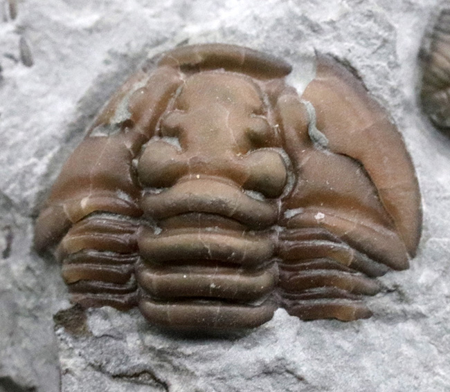 露頭をそのまま展示したようなナチュラル感あふれる標本、米国オハイオ州産三葉虫、フレキシカリメネ（Flexicalymene ）の群集化石（その3）