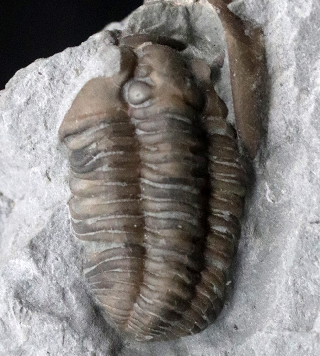 露頭をそのまま展示したようなナチュラル感あふれる標本、米国オハイオ州産三葉虫、フレキシカリメネ（Flexicalymene ）の群集化石（その4）