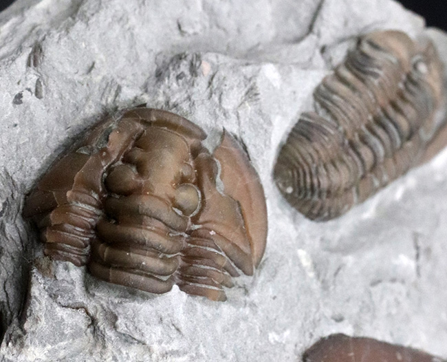 露頭をそのまま展示したようなナチュラル感あふれる標本、米国オハイオ州産三葉虫、フレキシカリメネ（Flexicalymene ）の群集化石（その5）