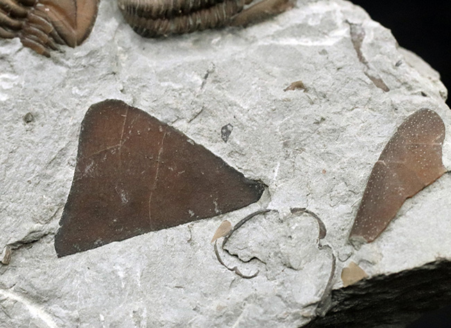 露頭をそのまま展示したようなナチュラル感あふれる標本、米国オハイオ州産三葉虫、フレキシカリメネ（Flexicalymene ）の群集化石（その6）
