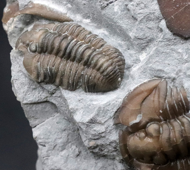 露頭をそのまま展示したようなナチュラル感あふれる標本、米国オハイオ州産三葉虫、フレキシカリメネ（Flexicalymene ）の群集化石（その7）