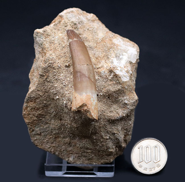 エナメル質の美しさに感動を覚える、巨大な首長竜、エラスモサウルス