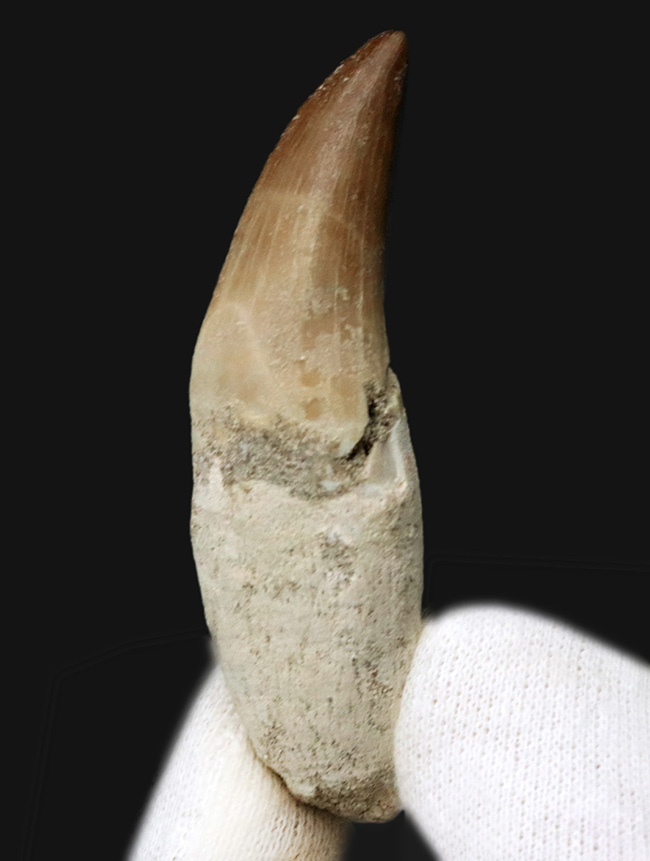 白亜紀後期の海の暴れん坊、モササウルス(Mosasaurus)の歯根付きの歯化石(その1)