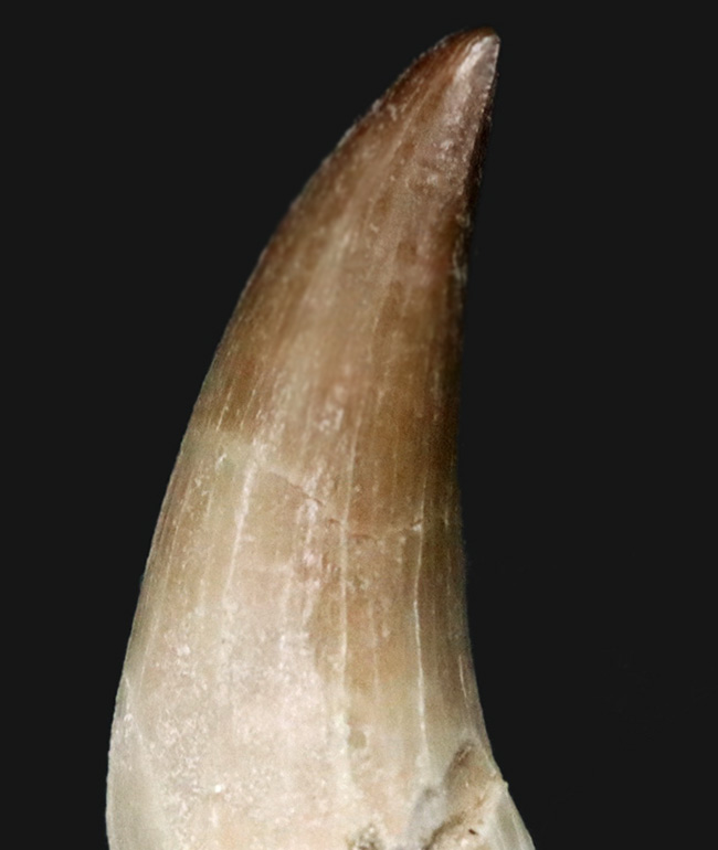 白亜紀後期の海の暴れん坊、モササウルス（Mosasaurus）の歯根付きの歯化石（その2）