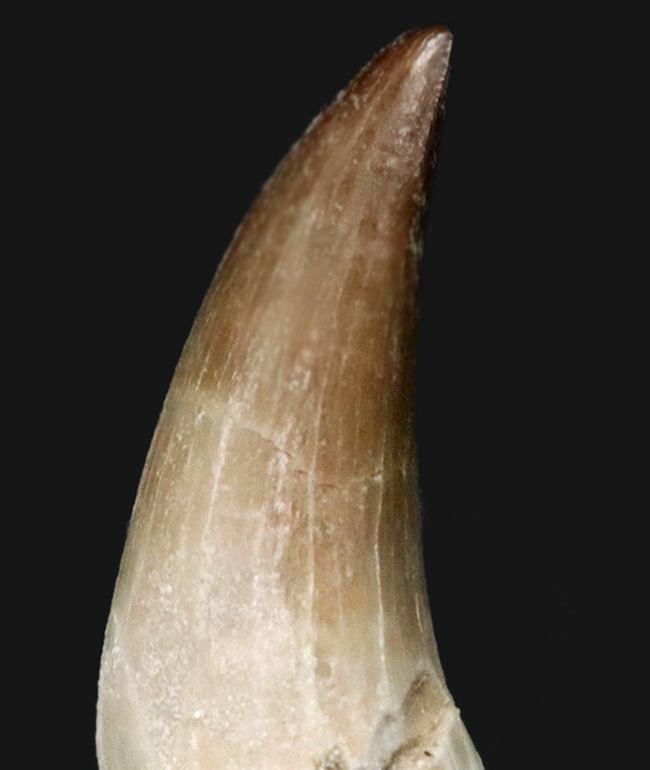 白亜紀後期の海の暴れん坊、モササウルス(Mosasaurus)の歯根付きの歯化石(その2)